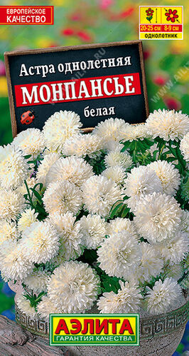 Астра Монпансье белая, горшечная 