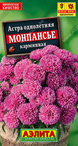 Астра Монпансье карминная, горшечная 