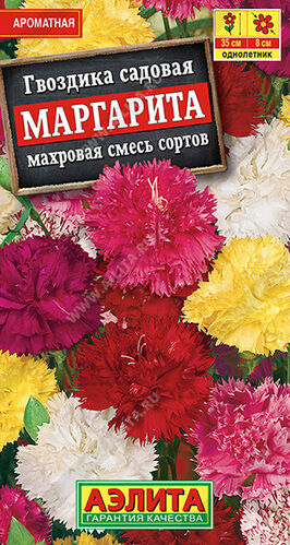 Гвоздика садовая Маргарита махровая, смесь окрасок