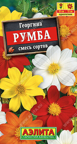 Георгина Румба, смесь окрасок