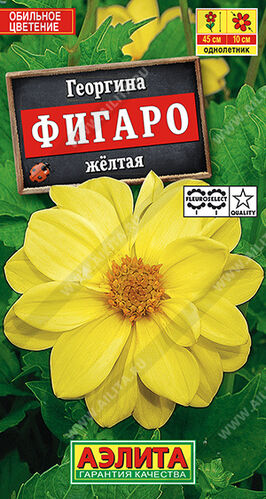 Георгина Фигаро желтый махровый