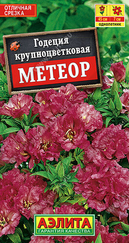 Годеция Метеор крупноцветковая